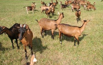 goats alpine kenya hiv grazing zero aids importance pandemic dairy mitigating